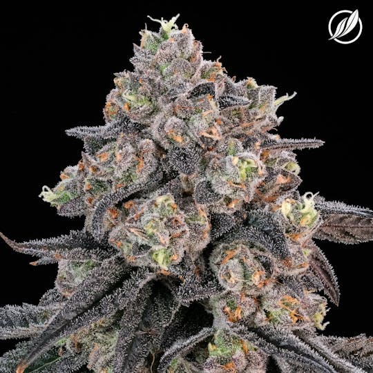 CTPharma - Dieselato (Heladen) Flower 3.5g - 1
