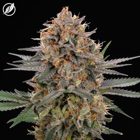 CTPharma - Dos Mendos (Mantavec) Flower 3.5g - 1