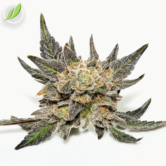 CTPharma - Durban StarDawg (Jellivex) Flower 3.5g - 1
