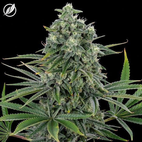CTPharma - ForbiddenZ (Frutalex) Flower 3.5g - 1