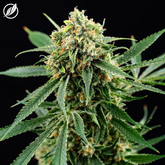 CTPharma - GG Skunk (Obakan) Flower 3.5g - 1