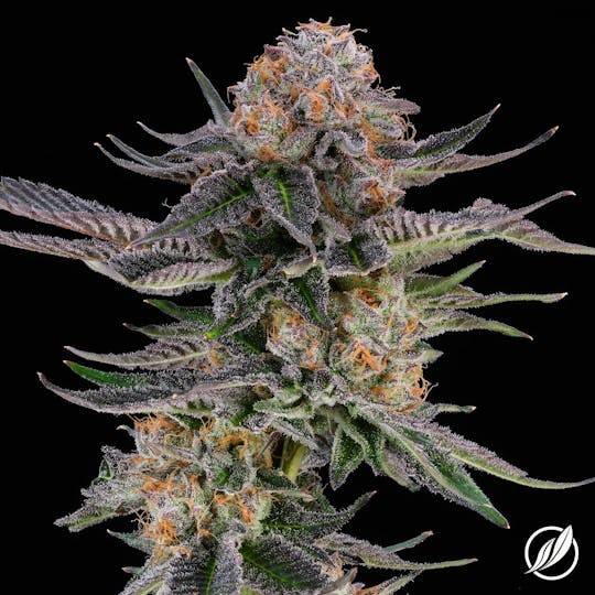 CTPharma - Hazy Girl (Hazevec) Flower 3.5g - 1