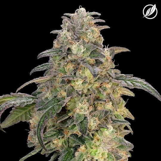CTPharma - LA Kush (Angelavec) Flower 3.5g - 1