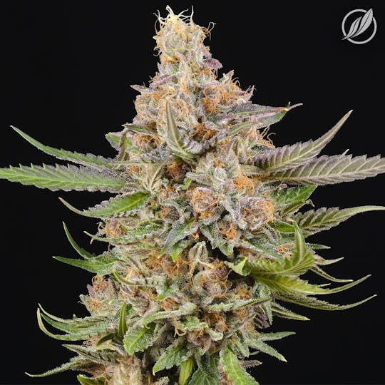 CTPharma - Melonbred (Mollevec) Flower 3.5g - 1