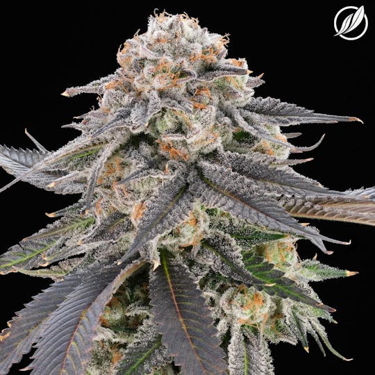 CTPharma - Modified Haze (Modivec) Flower 3.5g - 1