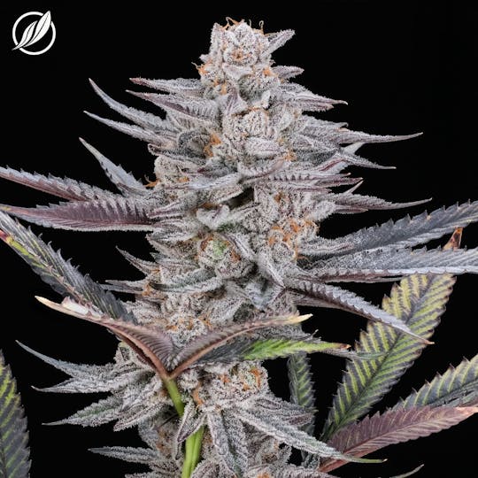 CTPharma - OGKB Stomper (Brillantec) Flower 3.5g - 1