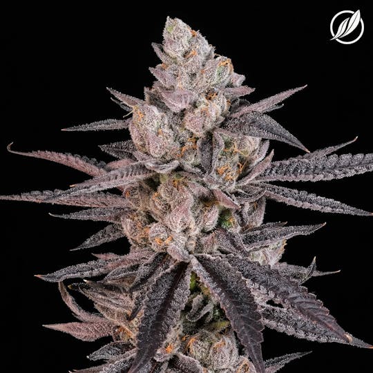 CTPharma - ScoutZ (Blancavec) Flower 3.5g - 1