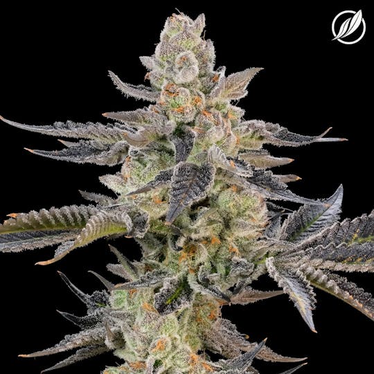 CTPharma - Sour Fire OG (Marmaden) Flower 3.5g - 1