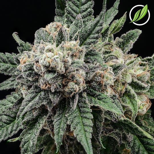 CTPharma - Sunset Scout (Byrdolan) Flower 3.5g - 1