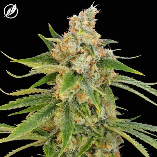 CTPharma - Tropical Haze (Pallivan) Flower 3.5g - 1