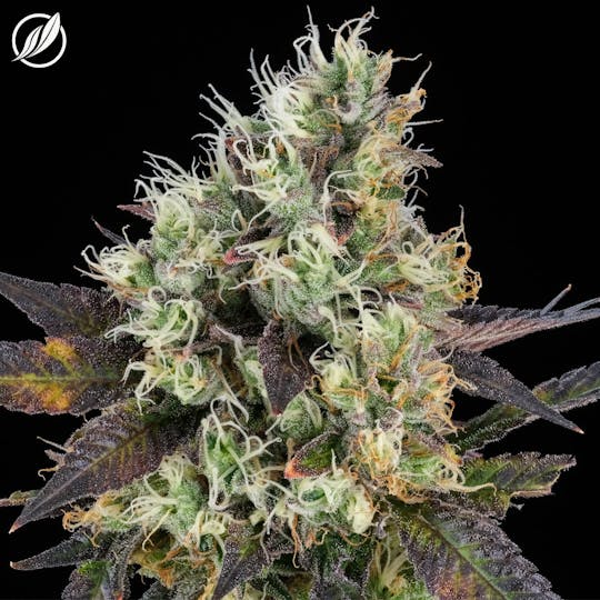 CTPharma - Tropsanto (Tropex) Flower 3.5g - 1