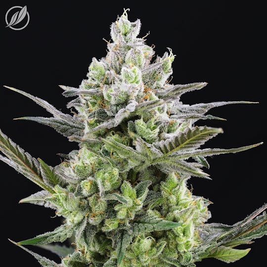 CTPharma - Ultra Nana (Banavec) Flower 3.5g - 1
