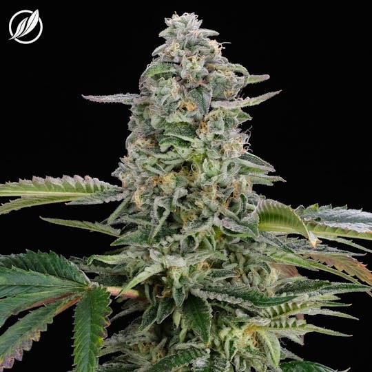 CTPharma - Wedding Kush (Auralex) Flower 3.5g - 1