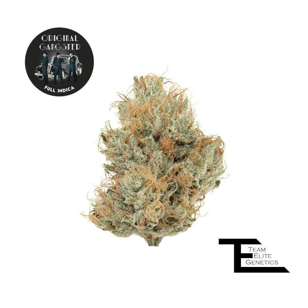 Team Elite Genetics - Original Gangster | Big Buds | 3.5g - 1