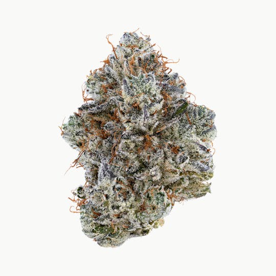 Tribal - Neon Sunshine 3.5G - 1