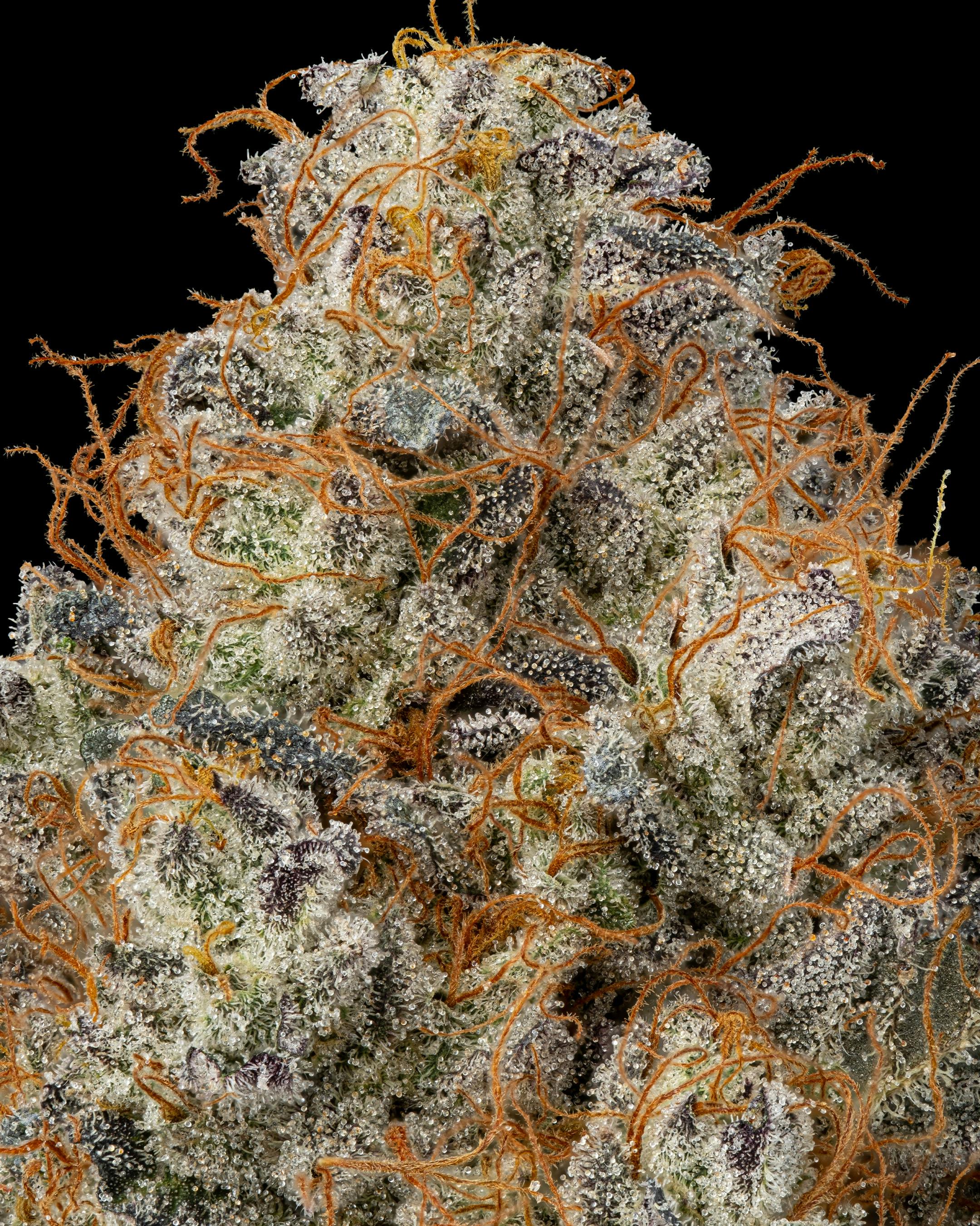 Firefly Organics - Diesel Delight - 1