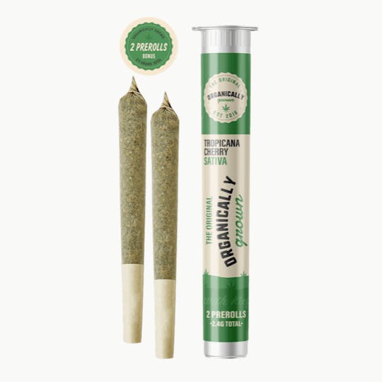 Grassfire - Tropicana Cherry OG (2 x 1.2 gram) Flower Pre Rolls - 2.4g - 1
