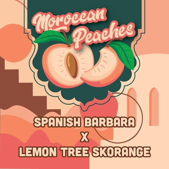 Okie TSGP - Moroccan Peaches - 1g - Live Hash Rosin Batter - 1