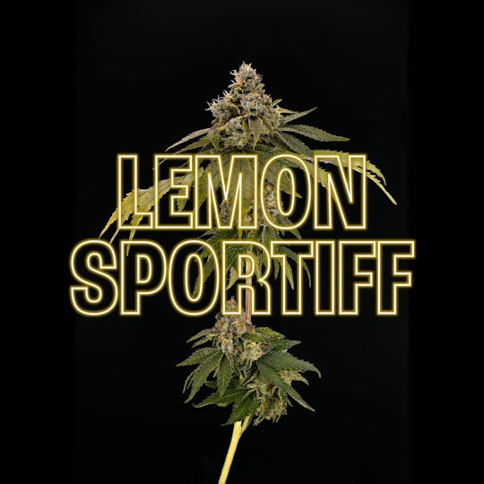 GOOD DAY FARM - GDF: Flower | Lemon Sportiff | 3.5g - 1