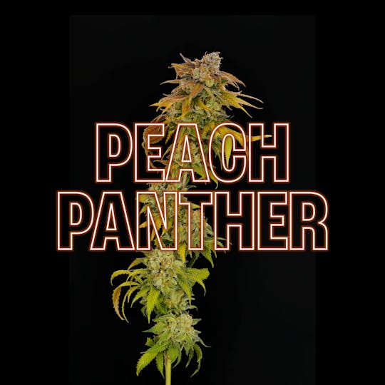 GOOD DAY FARM - GDF: Flower | Peach Panther | 3.5g - 1