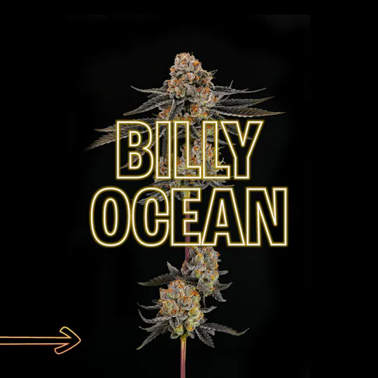 GDF: Flower | Billy Ocean | 3.5g - GOOD DAY FARM GDF: Flower | Billy Ocean | 3.5g - GOOD DAY FARM