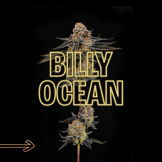 GOOD DAY FARM - GDF: Flower | Billy Ocean | 3.5g - 1
