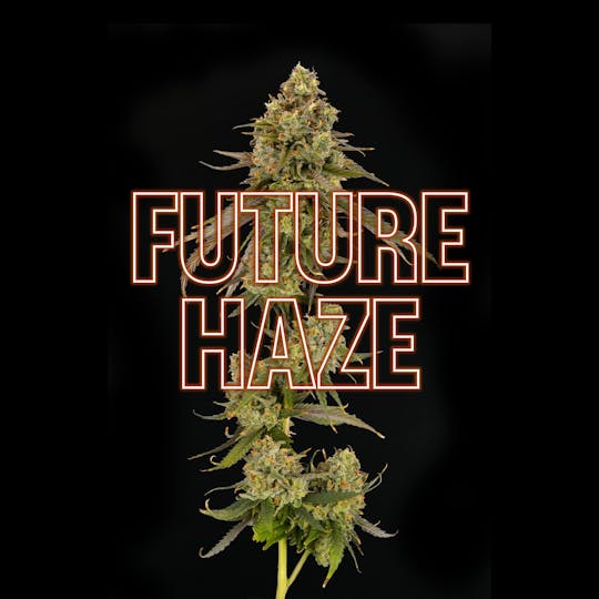 GOOD DAY FARM - GDF: Flower | Future Haze | 3.5g - 1