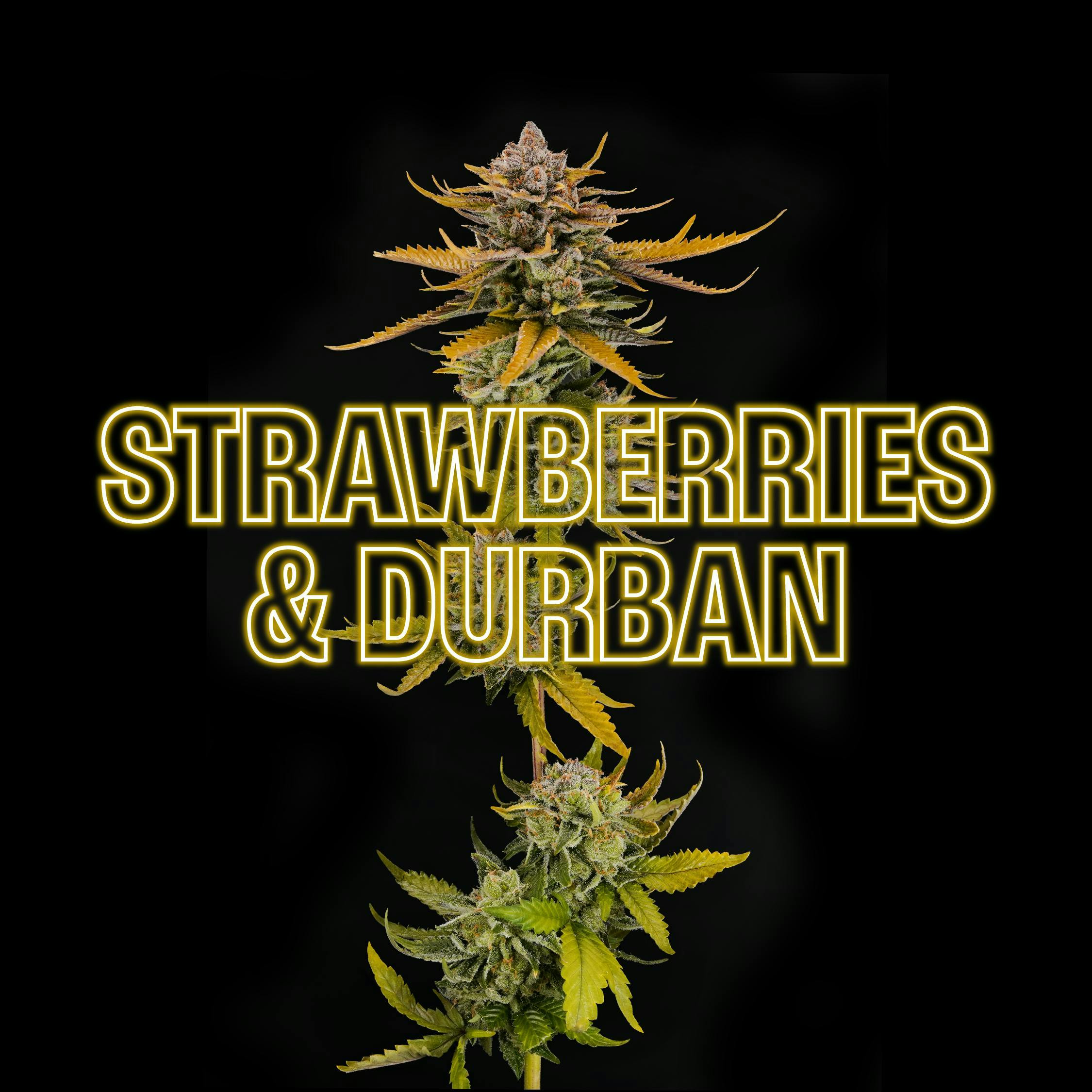 GOOD DAY FARM - GDF: Flower | Strawberries and Durban | 3.5g - 1