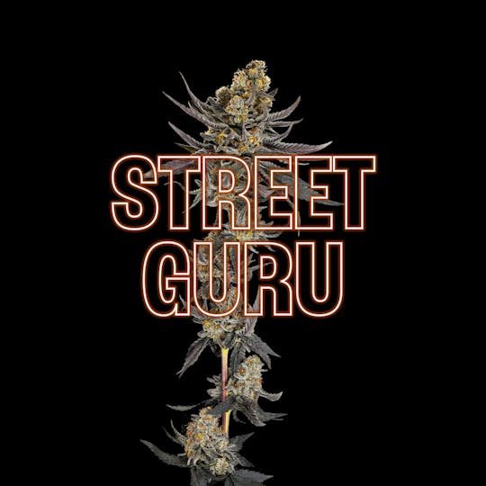 GOOD DAY FARM - GDF: Flower | Street Guru | 3.5g - 1