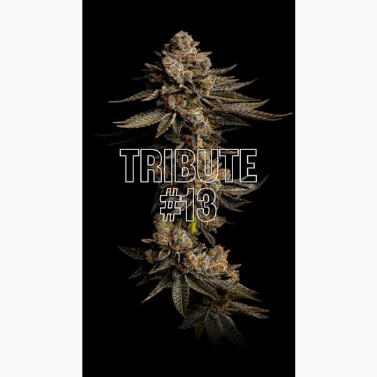 GOOD DAY FARM - GDF: Flower | Tribute #13 | 3.5g - 1