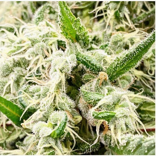 HERBA - Packaged Flower - Serious Black - 7g - 1