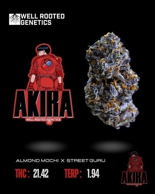 Well Rooted Genetics - Well Rooted Genetics | Akira | Big Buds | 3.5g - 1