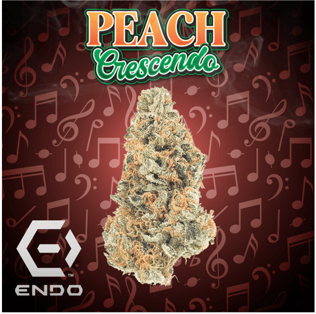 Endo - ENDO PRIME PEACH CRESCENDO BULK FLOWER - 1