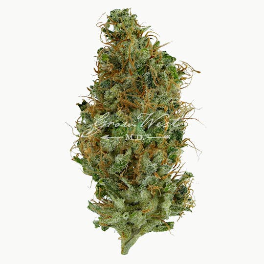 Grow West Cannabis Company - Afterburner | Gold | Trimmed Flower - 1