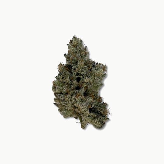 Indico - Queen Hippo - Indoor Plant Kingdom - 1
