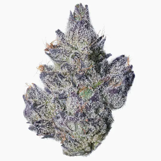 Fig Farms - Fig Farms | Momochi | Big Buds - 1