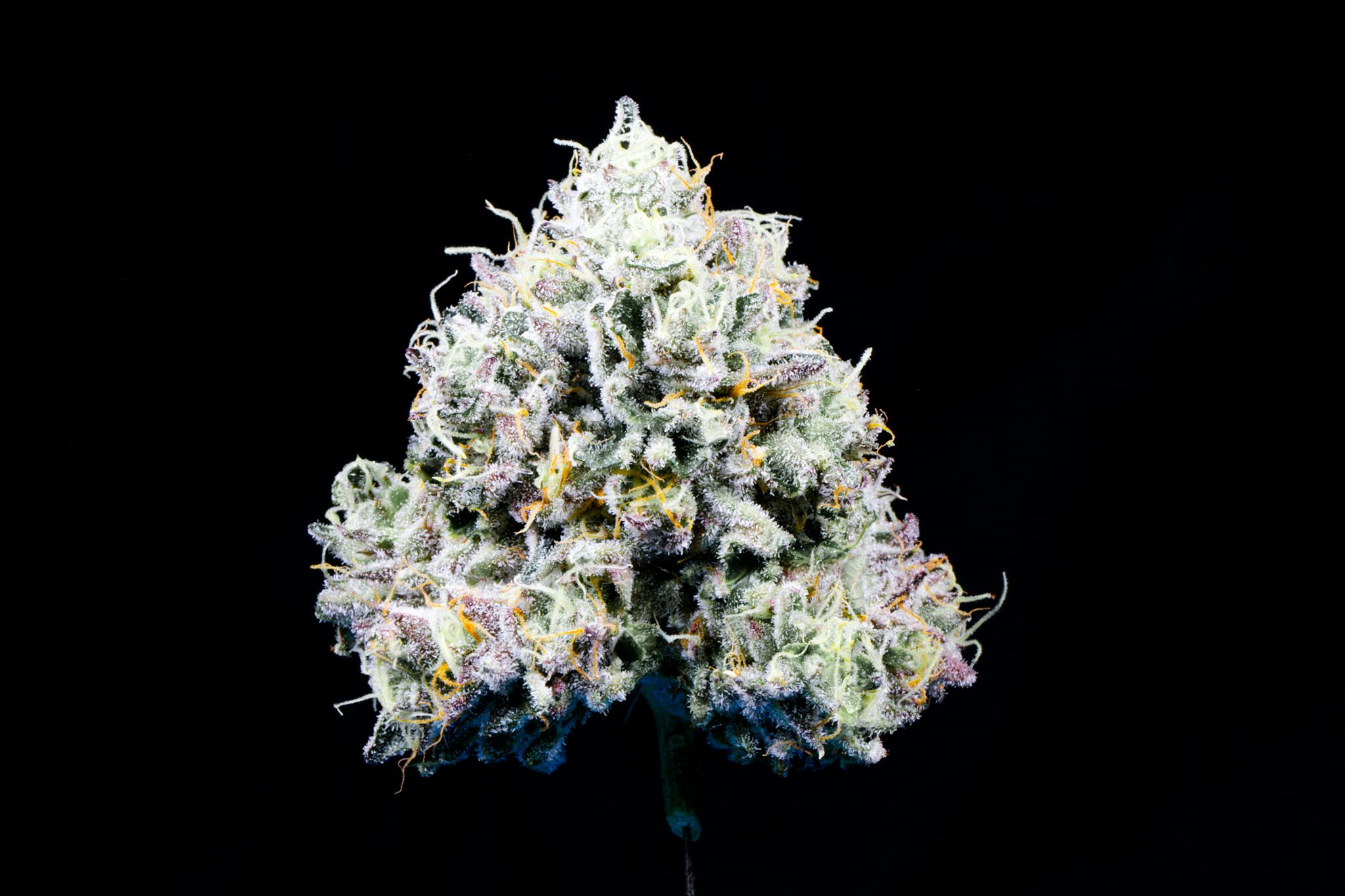 CAM - CAM | La Paleta | Big Buds | 1g - 1