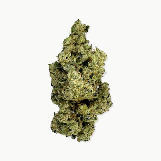 Indico - ZMO x Sour Diesel Bx2 - 1