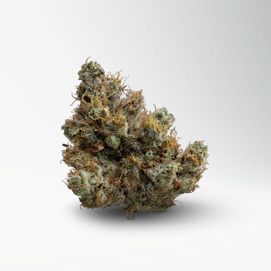 Wood Wide - Dutch Treat - 1