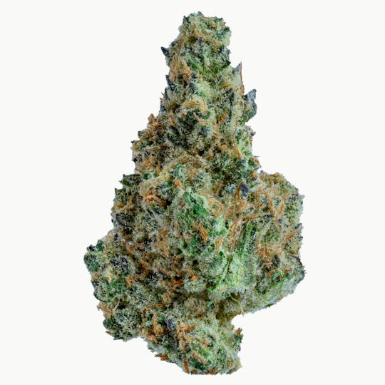 Gold Standard - GOLD STANDARD | GOV. OASIS | 14G - 1
