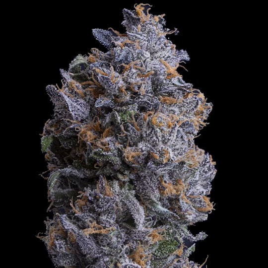 Sticky Status - Razzle Runtz - Flower 3.5g Jar - 1