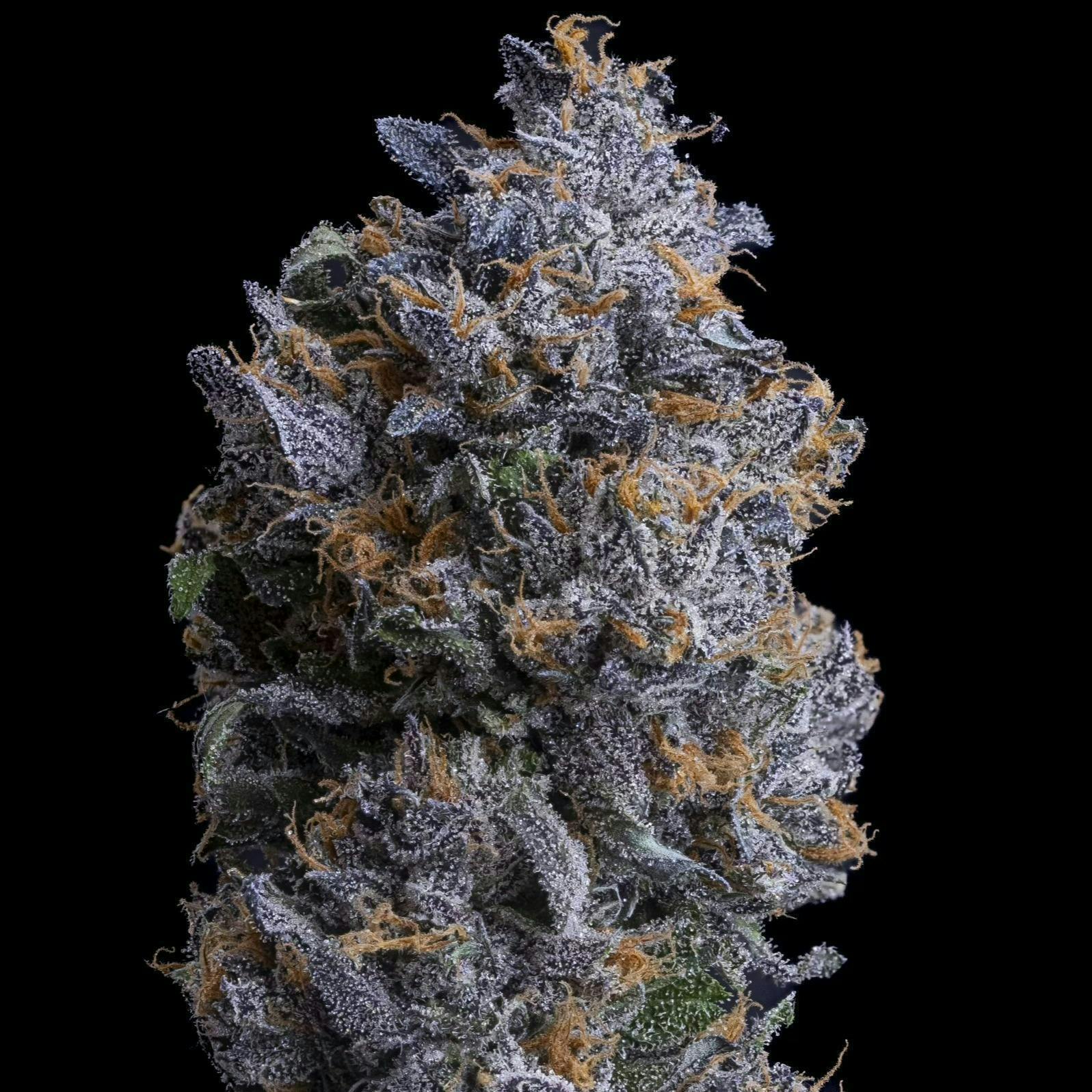 Sticky Status - Sticky Status | Razzle Runtz | Big Buds | 3.5g - 1