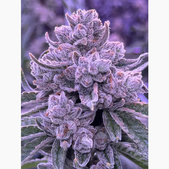 Sticky Status - Snow White - Flower 3.5g Jar - 1