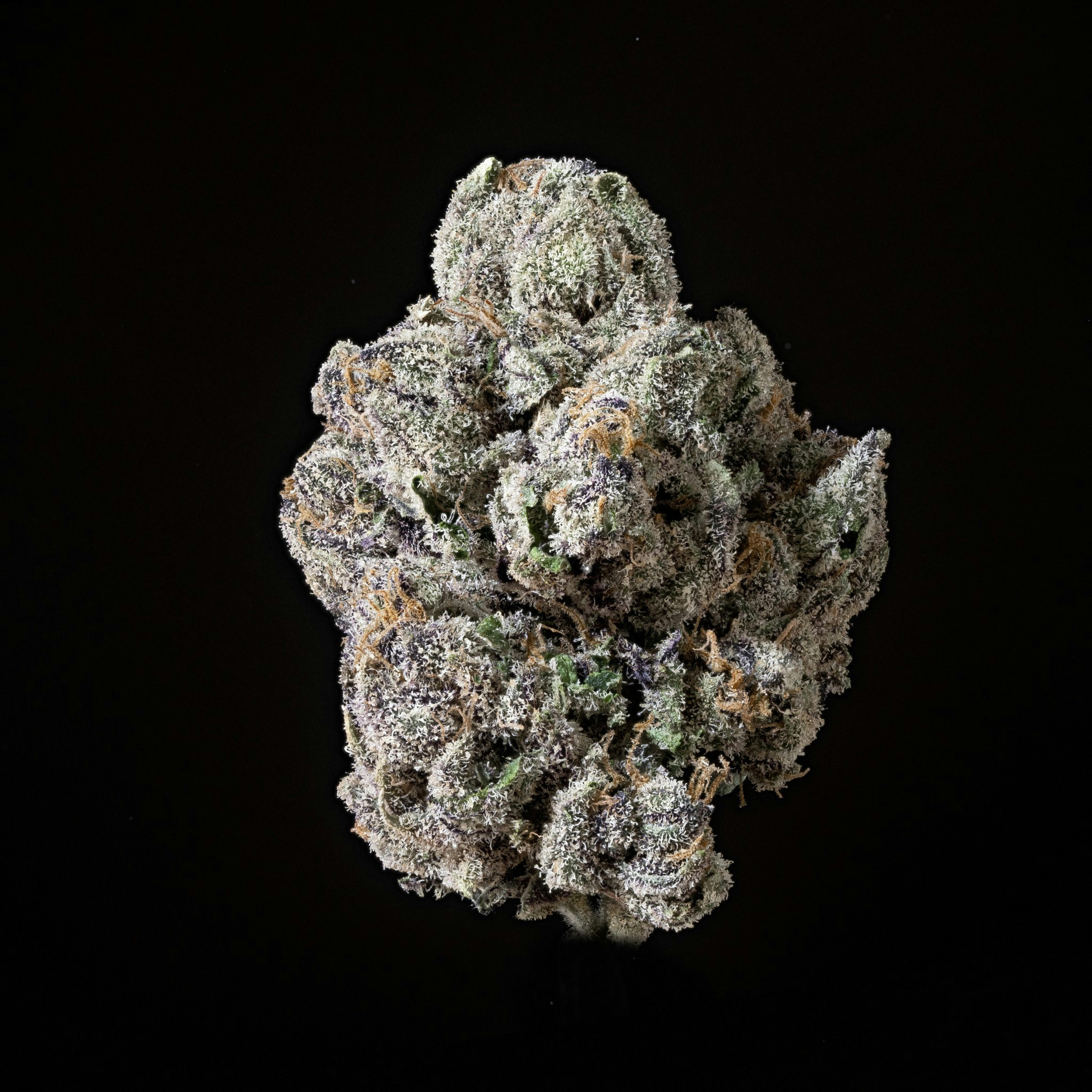 Sticky Status - Lemon Cherry Gelato - Flower 3.5 Jar - 1