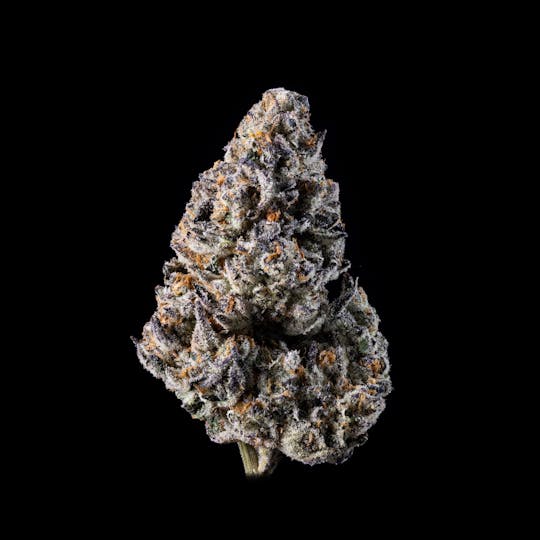 KRD - Sweet Cheetah - 1