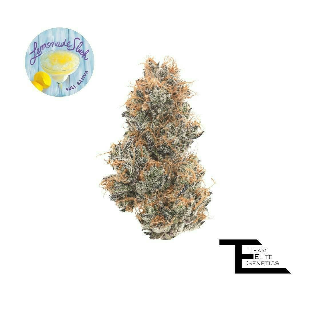 Team Elite Genetics - Lemonade Slush | Big Buds | 3.5g - 1