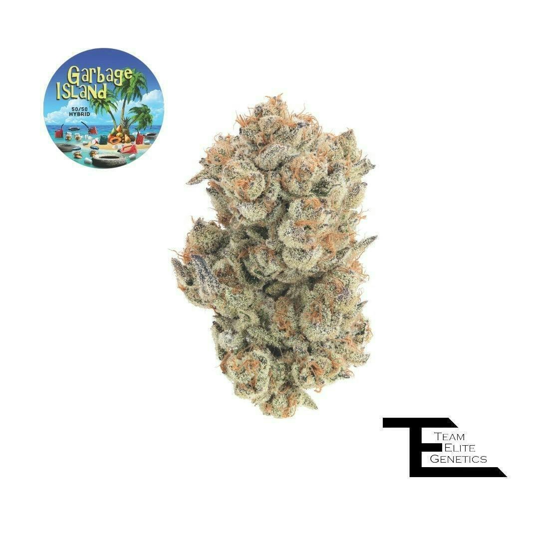 Team Elite Genetics - Garbage Island | Big Buds | 3.5g - 1