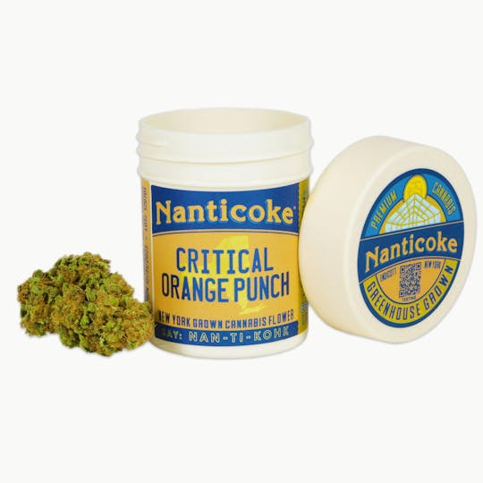 Nanticoke - CRITICAL ORANGE PUNCH FLOWER - 1