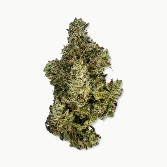 Indico - GG#4 - Brave Boat Gardens - 1