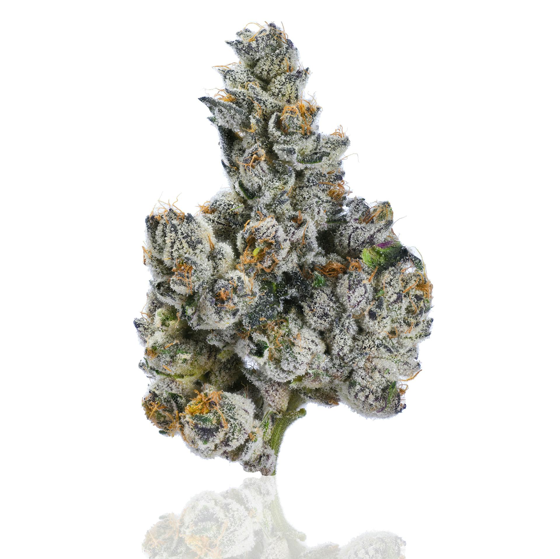 CAM - CAM | Cam Pop | Big Buds | 1g - 1